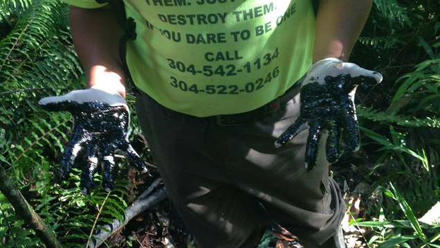 Dipping latex-gloved hands into the toxic waste pools that litter Lago Agrio, Ecuador.